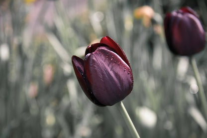 Maroon Tulip Flower Closeup Photograph Print 100% Australian Made