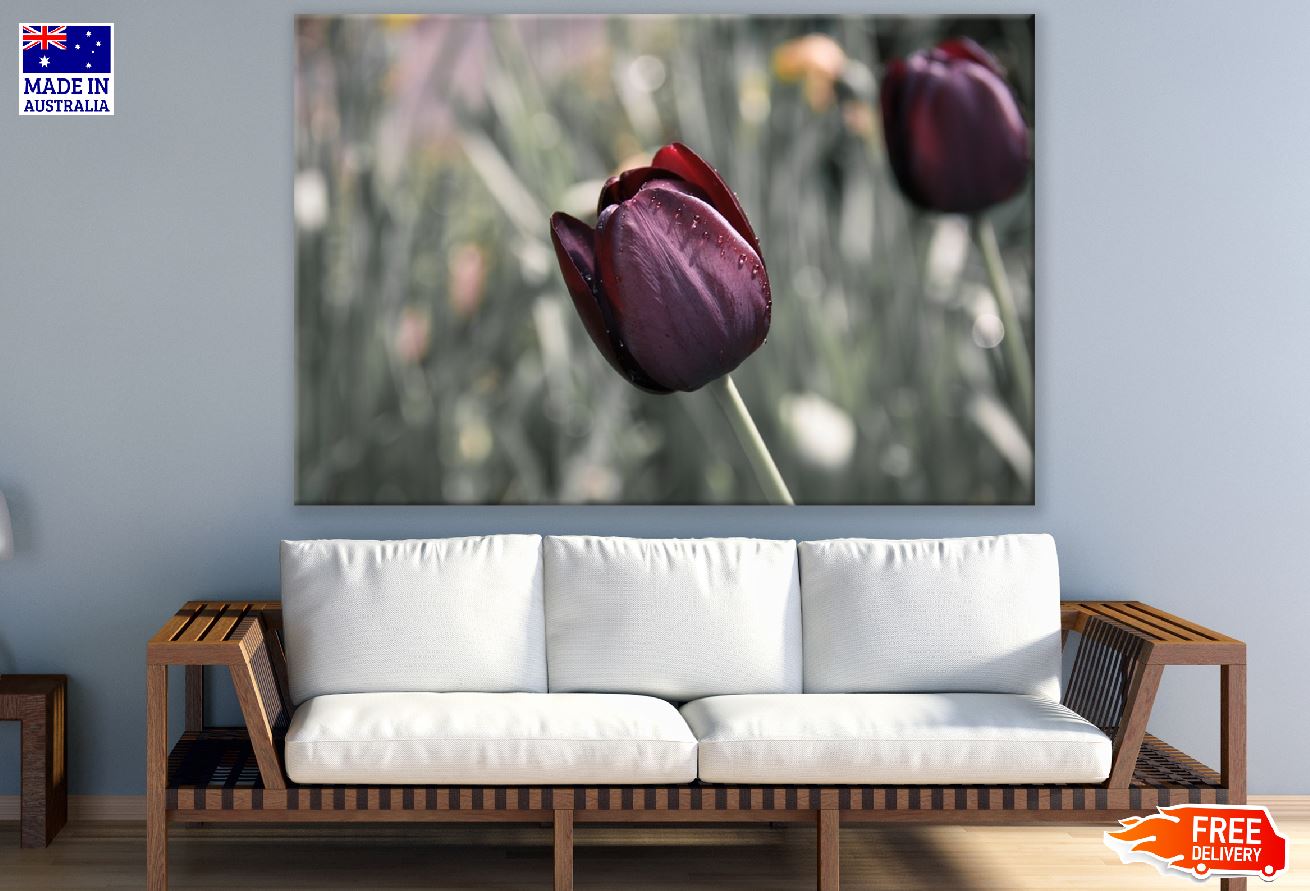 Maroon Tulip Flower Closeup Photograph Print 100% Australian Made