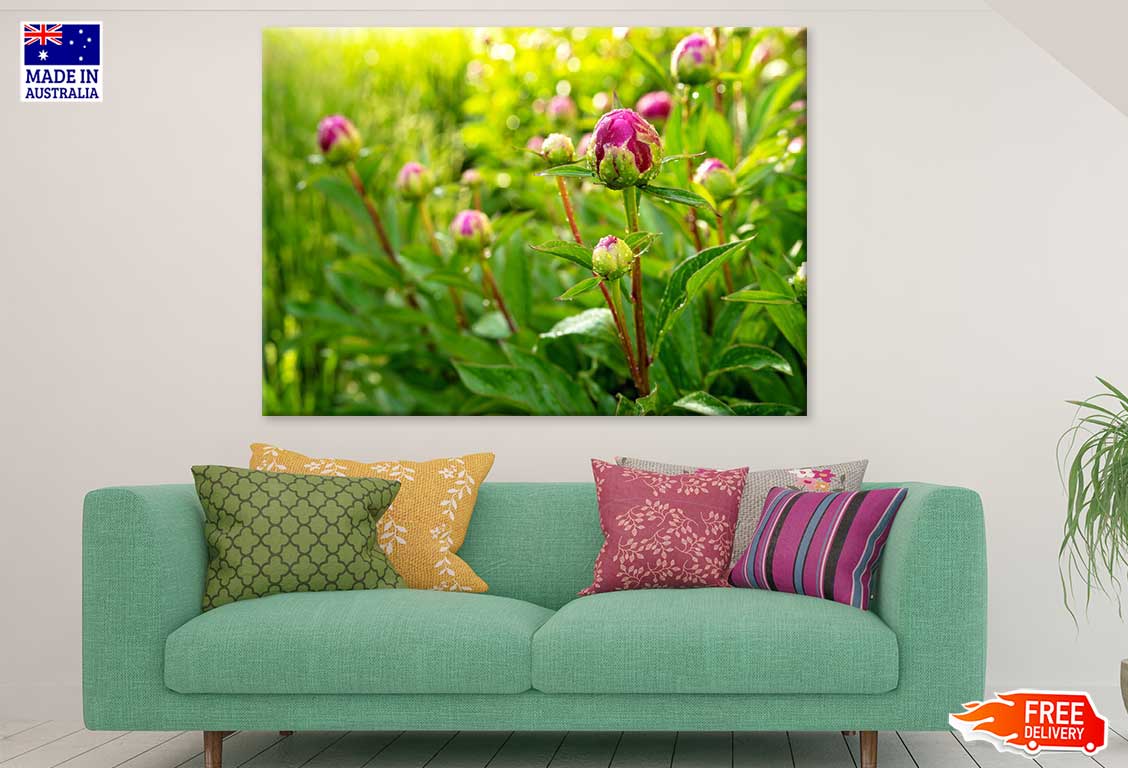 Tulip Flower Buds & Plants View Photograph Print 100% Australian Made