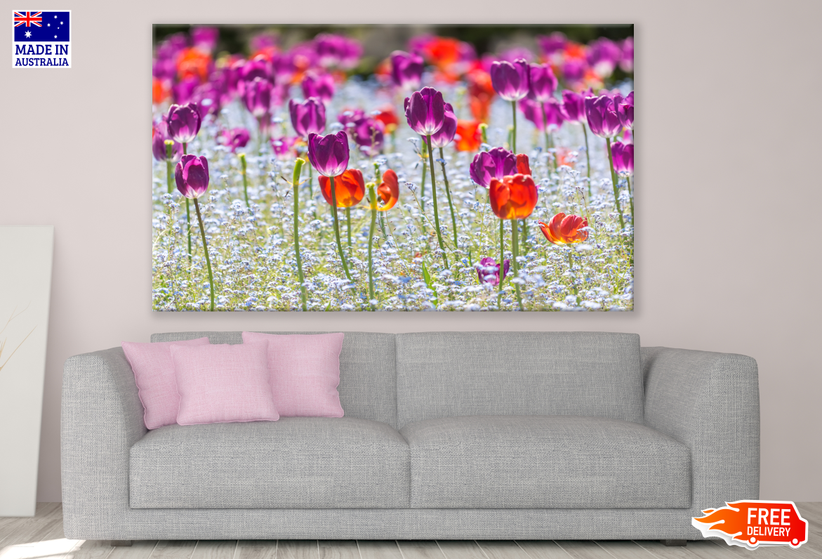 Tulip Flowers Field Photograph Print 100% Australian Made