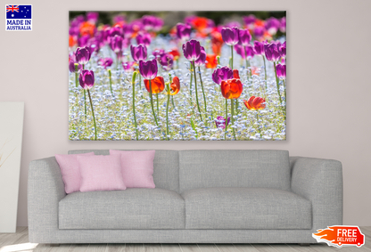 Tulip Flowers Field Photograph Print 100% Australian Made