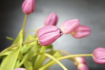 Pink Tulip Flowers Plant Photograph Print 100% Australian Made