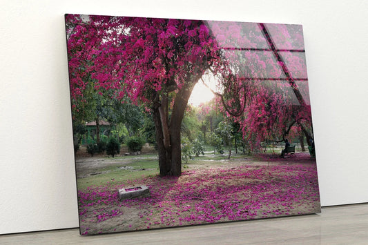 Pink Flower Tree Photograph Acrylic Glass Print Tempered Glass Wall Art 100% Made in Australia Ready to Hang