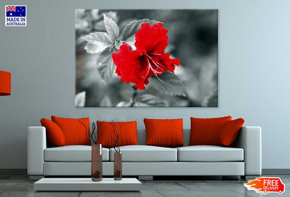 Red Hibiscus B&W View Photograph Print 100% Australian Made