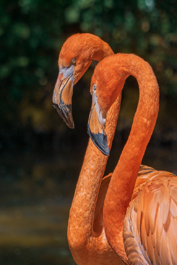 Flamingo Birds Portrait Closeup Photograph Print 100% Australian Made