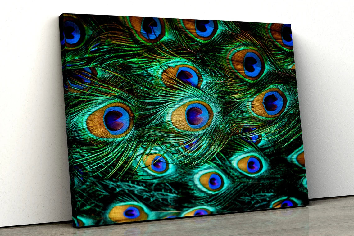 Peacock Feathers Closeup Photograph Acrylic Glass Print Tempered Glass Wall Art 100% Made in Australia Ready to Hang