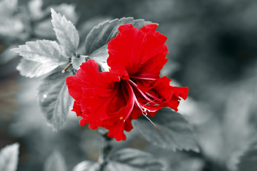 Red Hibiscus B&W View Photograph Print 100% Australian Made