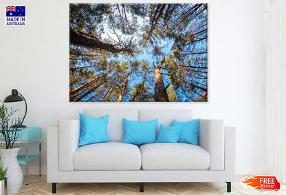 Tall Tree Forest Photograph Print 100% Australian Made