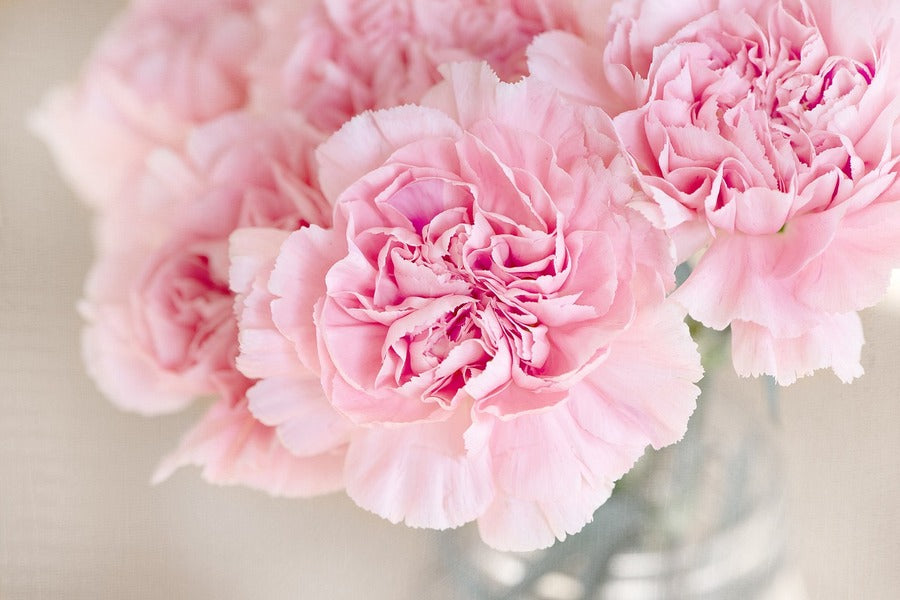 Pink Carnation Flowers Closeup Photograph Print 100% Australian Made