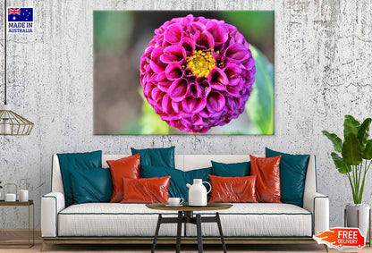 Purple Dahlia Flower Closeup View Photograph Print 100% Australian Made