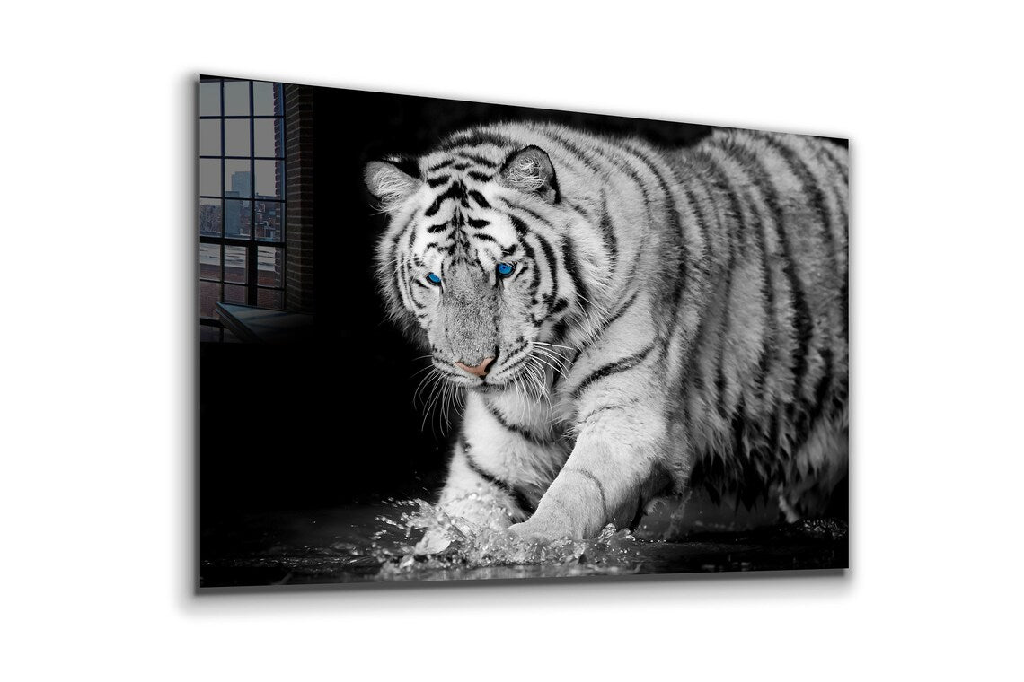 Tiger on Water B&W View Print Tempered Glass Wall Art 100% Made in Australia Ready to Hang