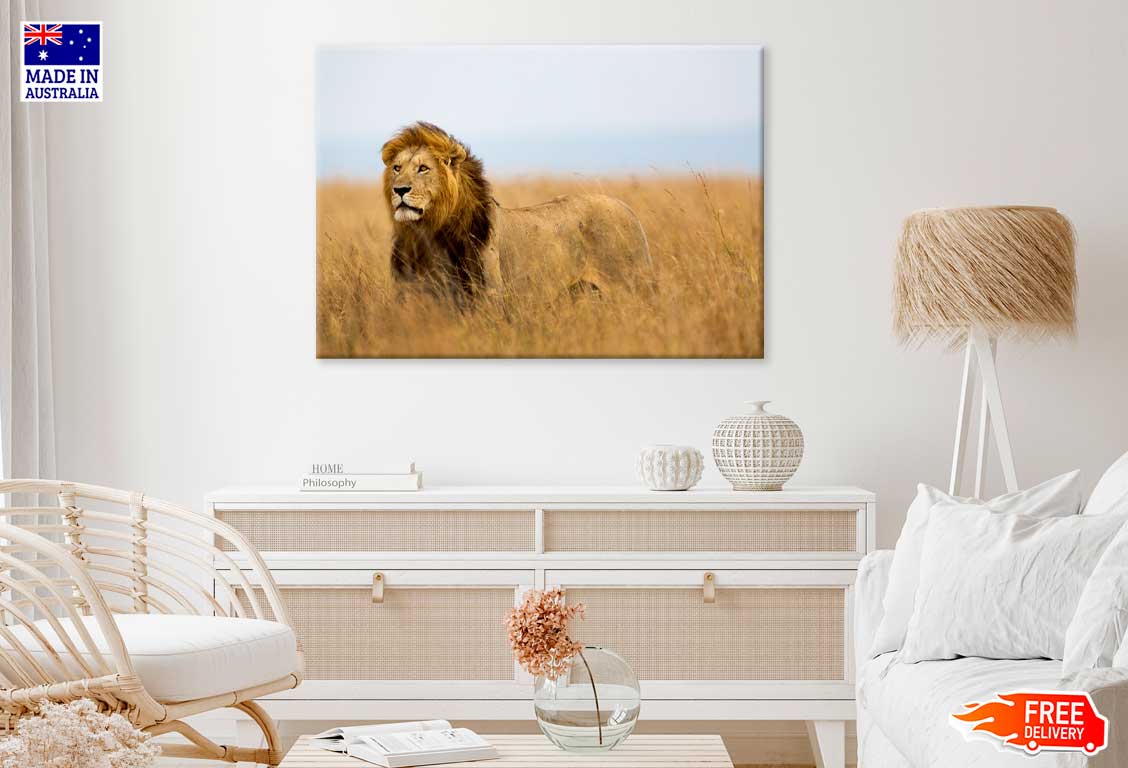 African Lion in Serengeti Park View Photograph Print 100% Australian Made