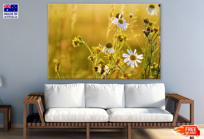 Chamomiles Flower with Plant Sunset Photograph Print 100% Australian Made