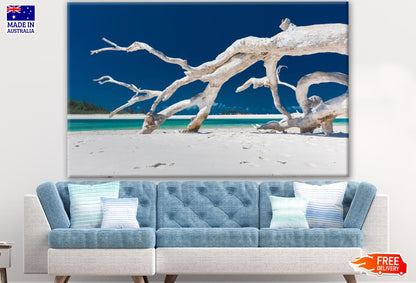 Dead Tree on White Sand Beach Photograph Print 100% Australian Made