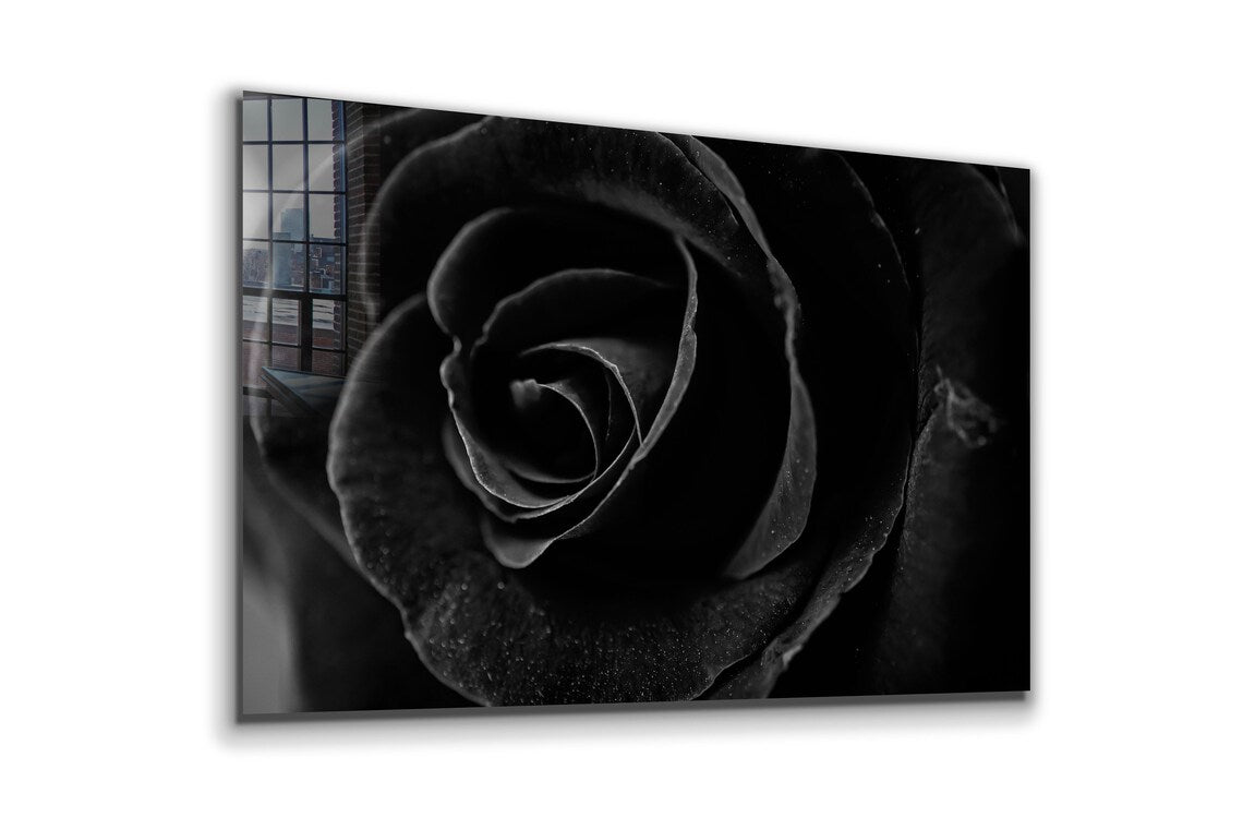 Black Rose Closeup View Print Tempered Glass Wall Art 100% Made in Australia Ready to Hang