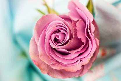 Rose Petals & Rose Closeup Photograph Print 100% Australian Made