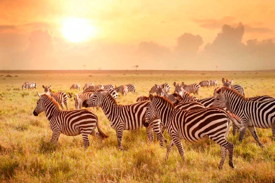 Bella Home Zebras at Sunset in Tanzania Print Canvas Ready to hang