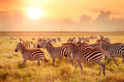 Bella Home Zebras at Sunset in Tanzania Print Canvas Ready to hang