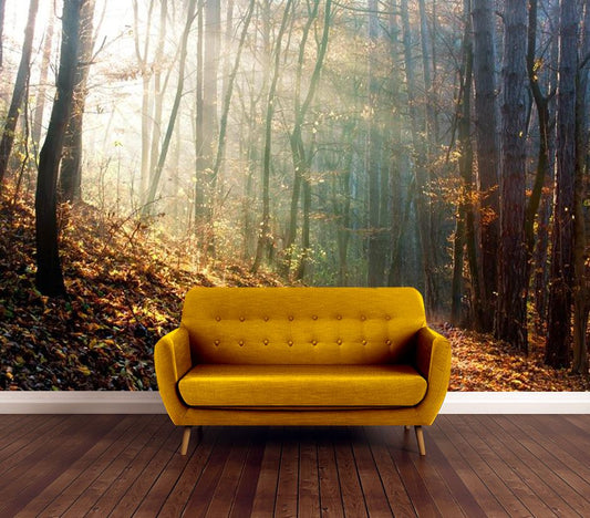 Wallpaper Murals Peel and Stick Removable Dark Forest Sunrise Photograph High Quality