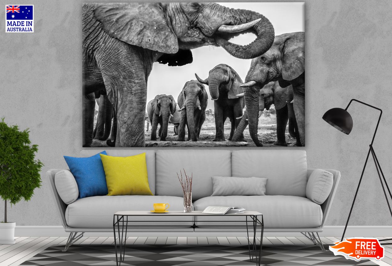 Elephants near Water Hole B&W Photograph Print 100% Australian Made