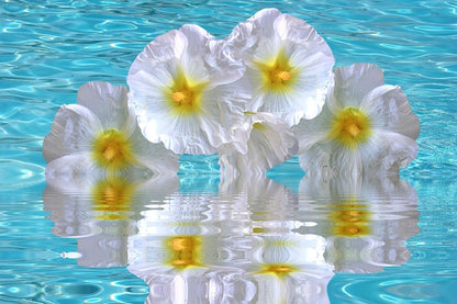 White & Yellow Hibiscus Flowers in Water Photograph Print 100% Australian Made