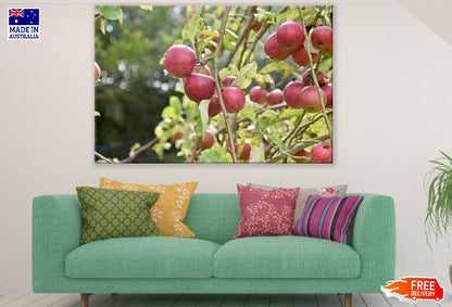 Red Apples Fruit Tree Photograph Print 100% Australian Made