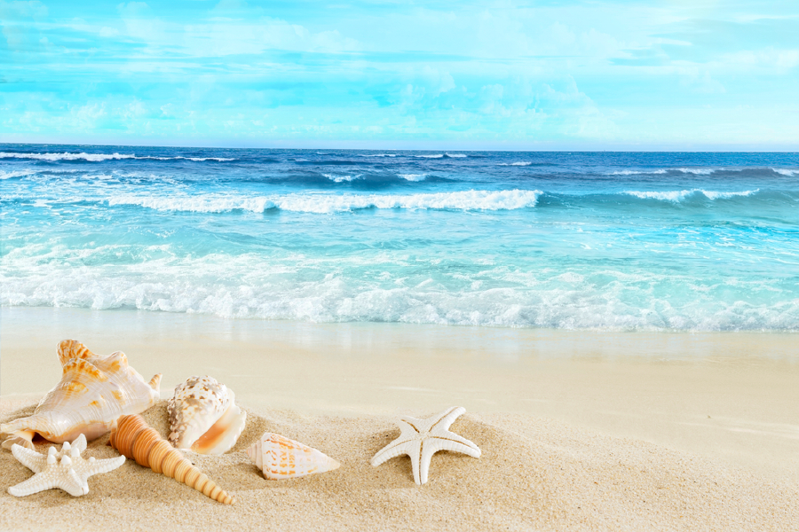Sea Shell & Sea Sky Scenery View Photograph Print 100% Australian Made