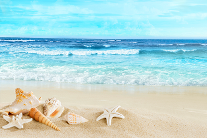 Sea Shell & Sea Sky Scenery View Photograph Print 100% Australian Made