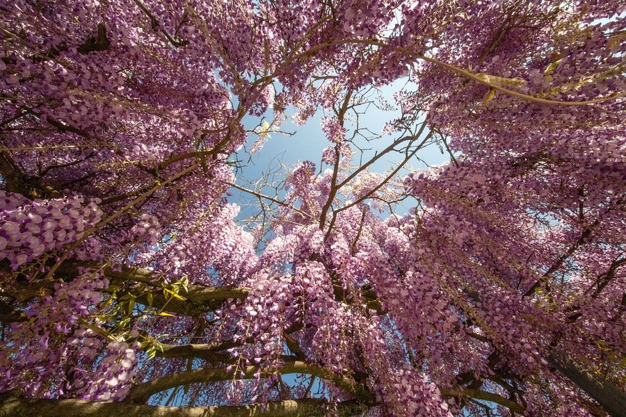 Pink Wisteria Flowers Tree Photograph Print 100% Australian Made