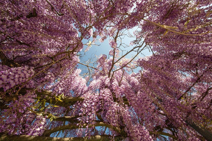 Pink Wisteria Flowers Tree Photograph Print 100% Australian Made
