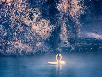 Swans on Lake Scenery Photograph Home Decor Premium Quality Poster Print Choose Your Sizes