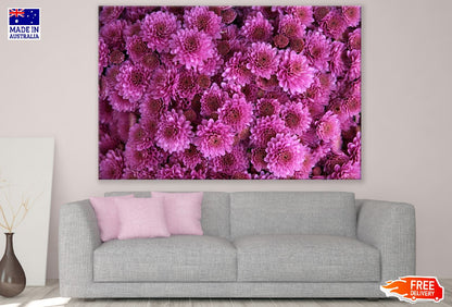 Purple Chrysanthemum Flowers Photograph Print 100% Australian Made