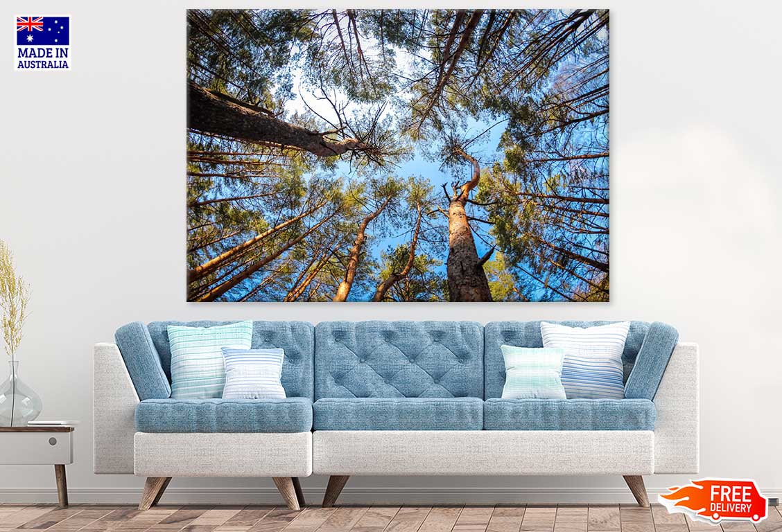 Tall Tree Forest Photograph Print 100% Australian Made