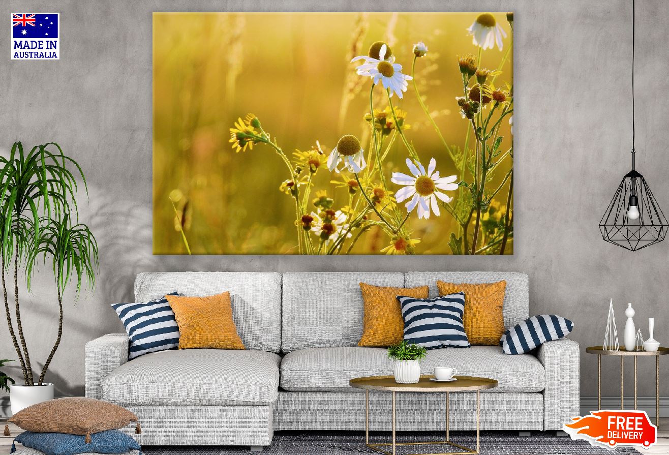 Chamomiles Flower with Plant Sunset Photograph Print 100% Australian Made