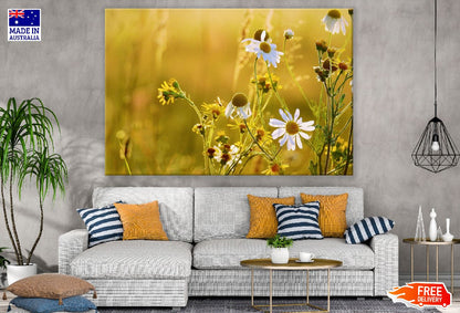 Chamomiles Flower with Plant Sunset Photograph Print 100% Australian Made