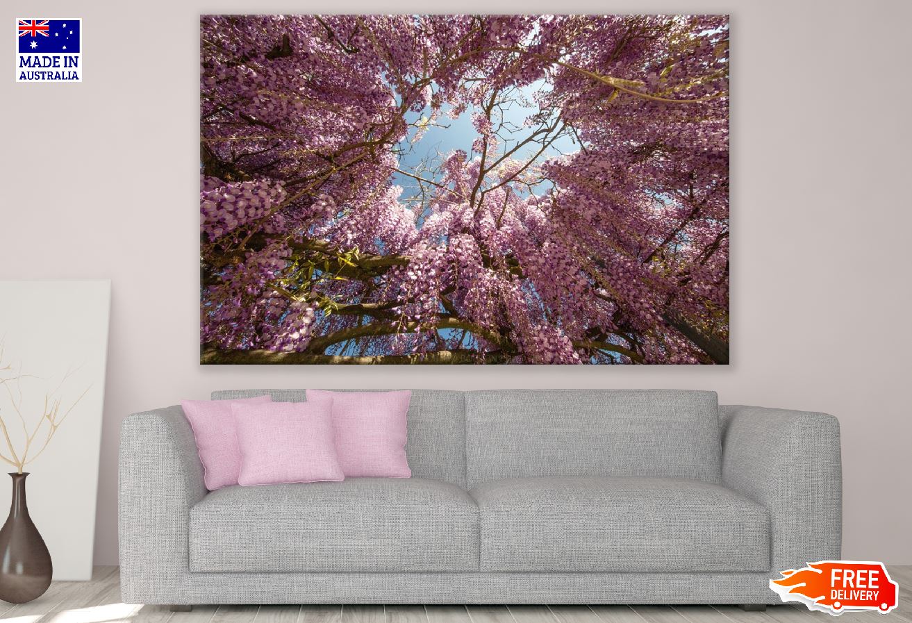 Pink Wisteria Flowers Tree Photograph Print 100% Australian Made