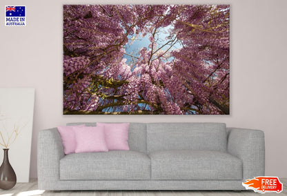 Pink Wisteria Flowers Tree Photograph Print 100% Australian Made