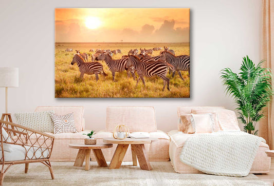 Bella Home Zebras at Sunset in Tanzania Print Canvas Ready to hang