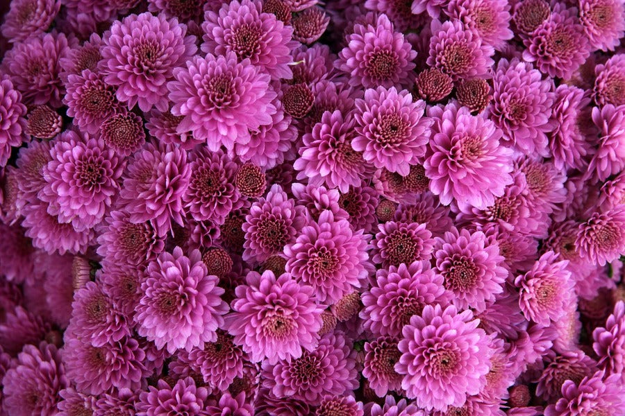 Purple Chrysanthemum Flowers Photograph Print 100% Australian Made