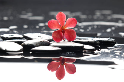 Red Flower on Water Photograph Print 100% Australian Made