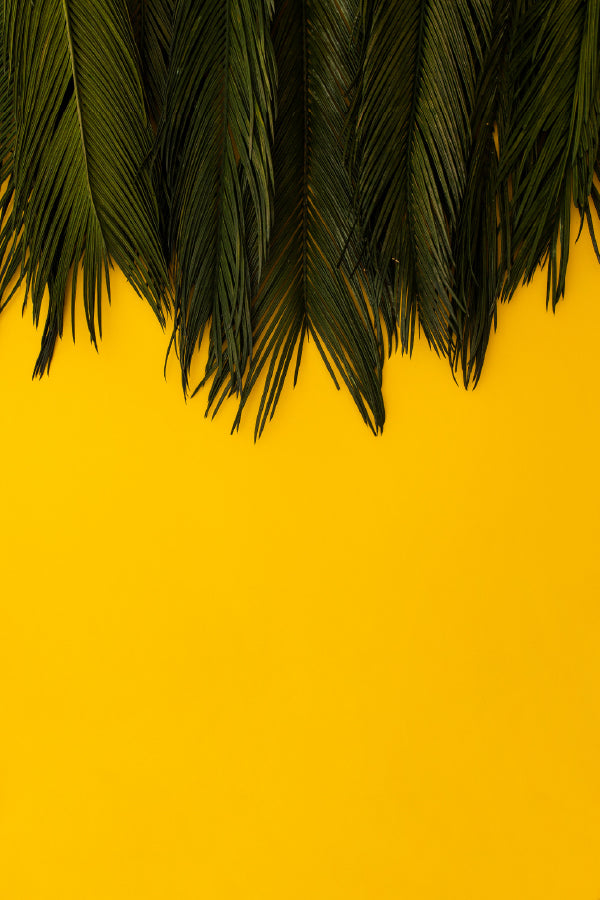 Green Palm Leaves on Yellow Board Photograph Home Decor Premium Quality Poster Print Choose Your Sizes