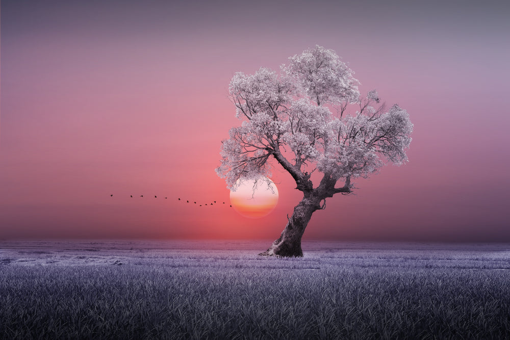 Tree on a Grass Field with Sunset View Photograph Print 100% Australian Made