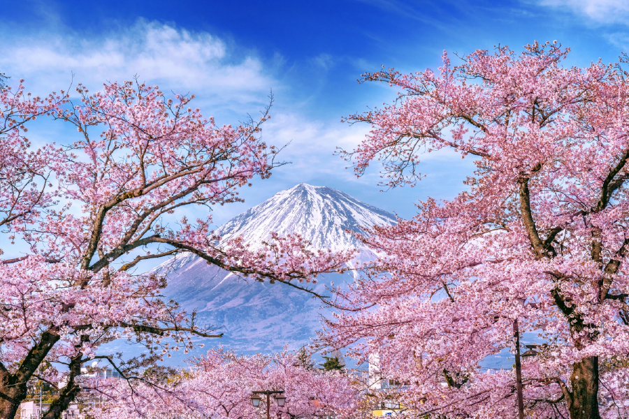 Blossom Flower Trees & Sky View Photograph Print 100% Australian Made