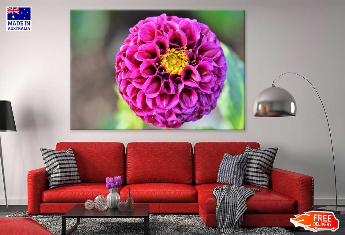 Purple Dahlia Flower Closeup View Photograph Print 100% Australian Made