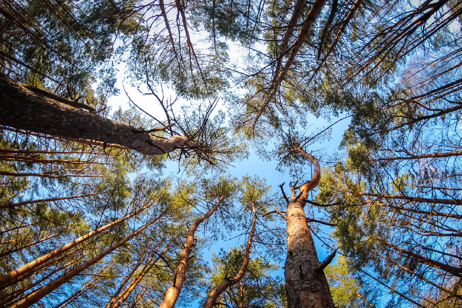 Tall Tree Forest Photograph Print 100% Australian Made