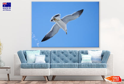 Seagull Bird Flying on Blue Sky Photograph Print 100% Australian Made