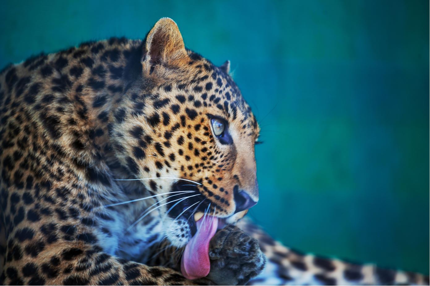 Leopard Licking It self Closeup Photograph Print 100% Australian Made