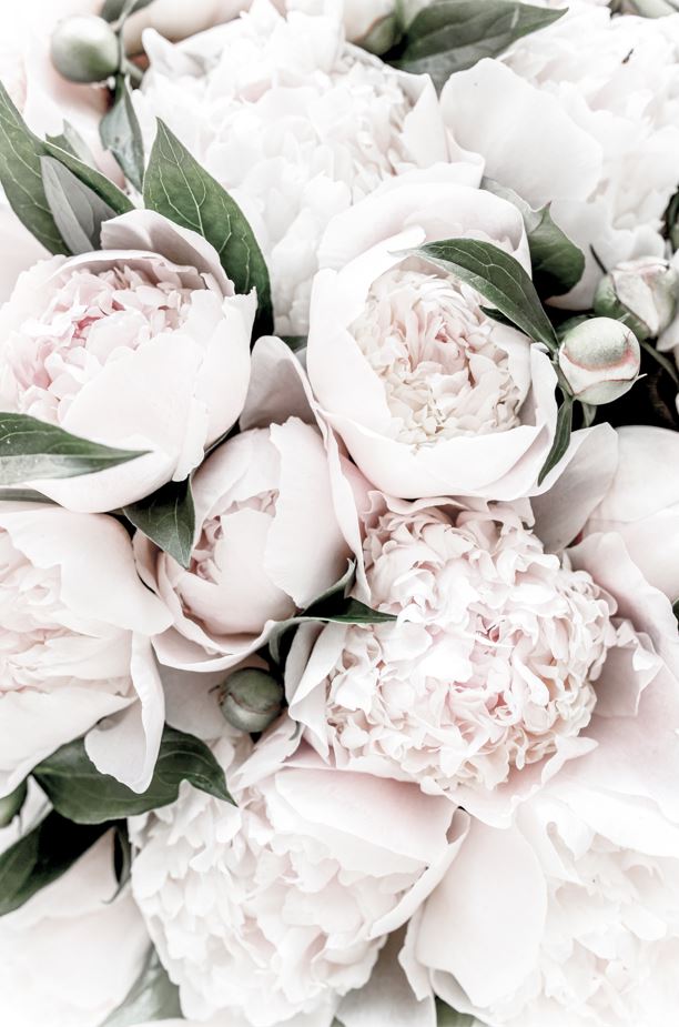 Pink Peonies With Leaves View Photograph Print 100% Australian Made