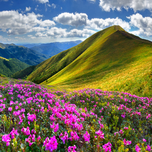 Square Canvas Pink Rhododendron Flowers & Mountains High Quality Print 100% Australian Made