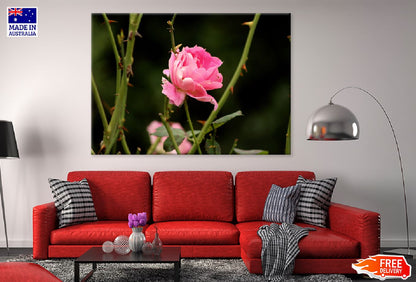 Pink Rose Flower Closeup View Photograph Print 100% Australian Made